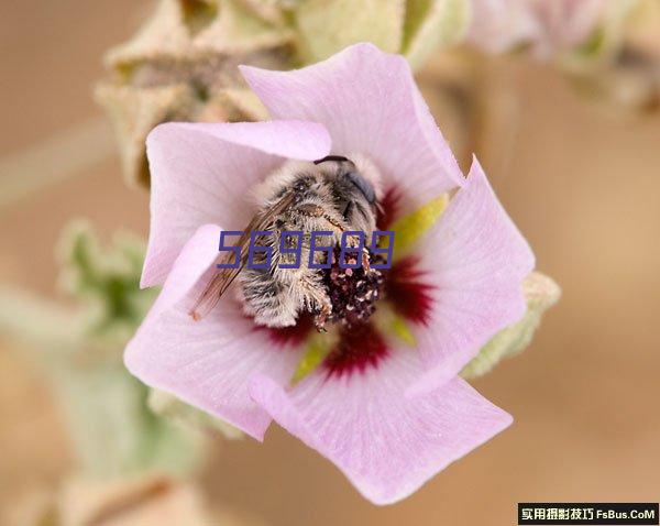 2L多功能家用空气炸锅可视化无油烤箱